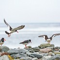 Shetland 431 come oggetto avanzato-1 copia